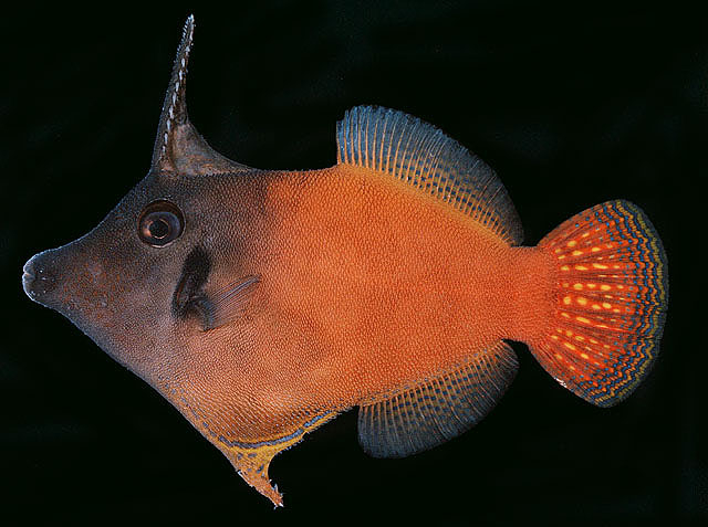 Pervagor melanocephalus (Red-tailed Filefish, Blackheaded Filefish)